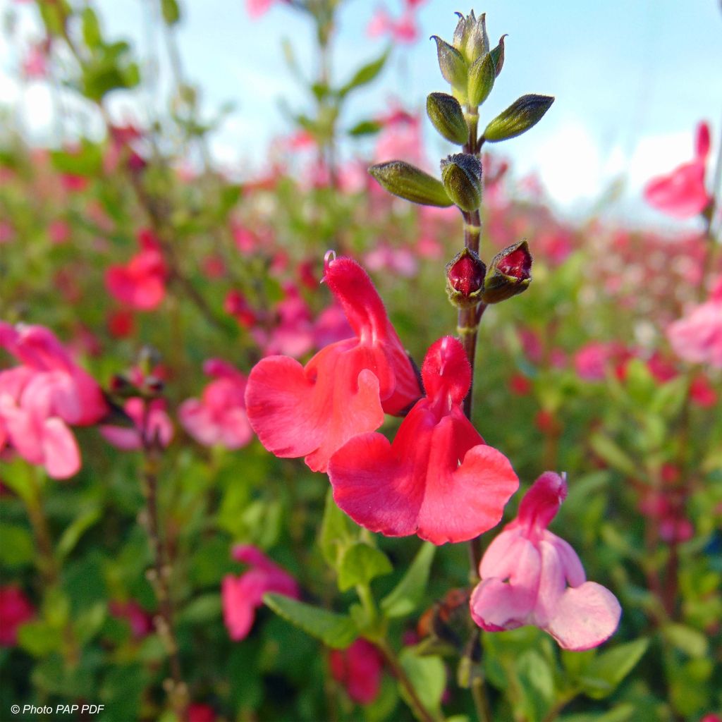 Salvia microphylla grahamii - Salvia arbustiva