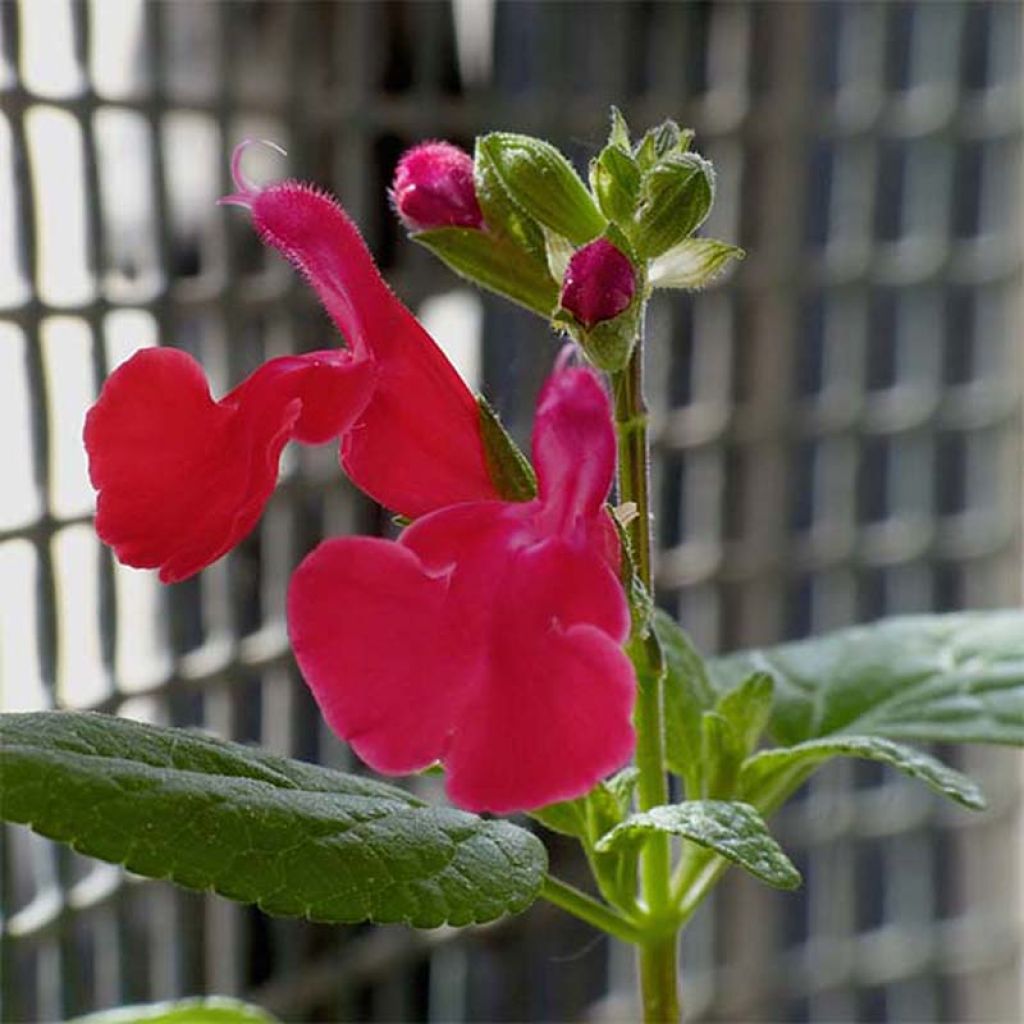 Salvia microphylla grahamii - Salvia arbustiva