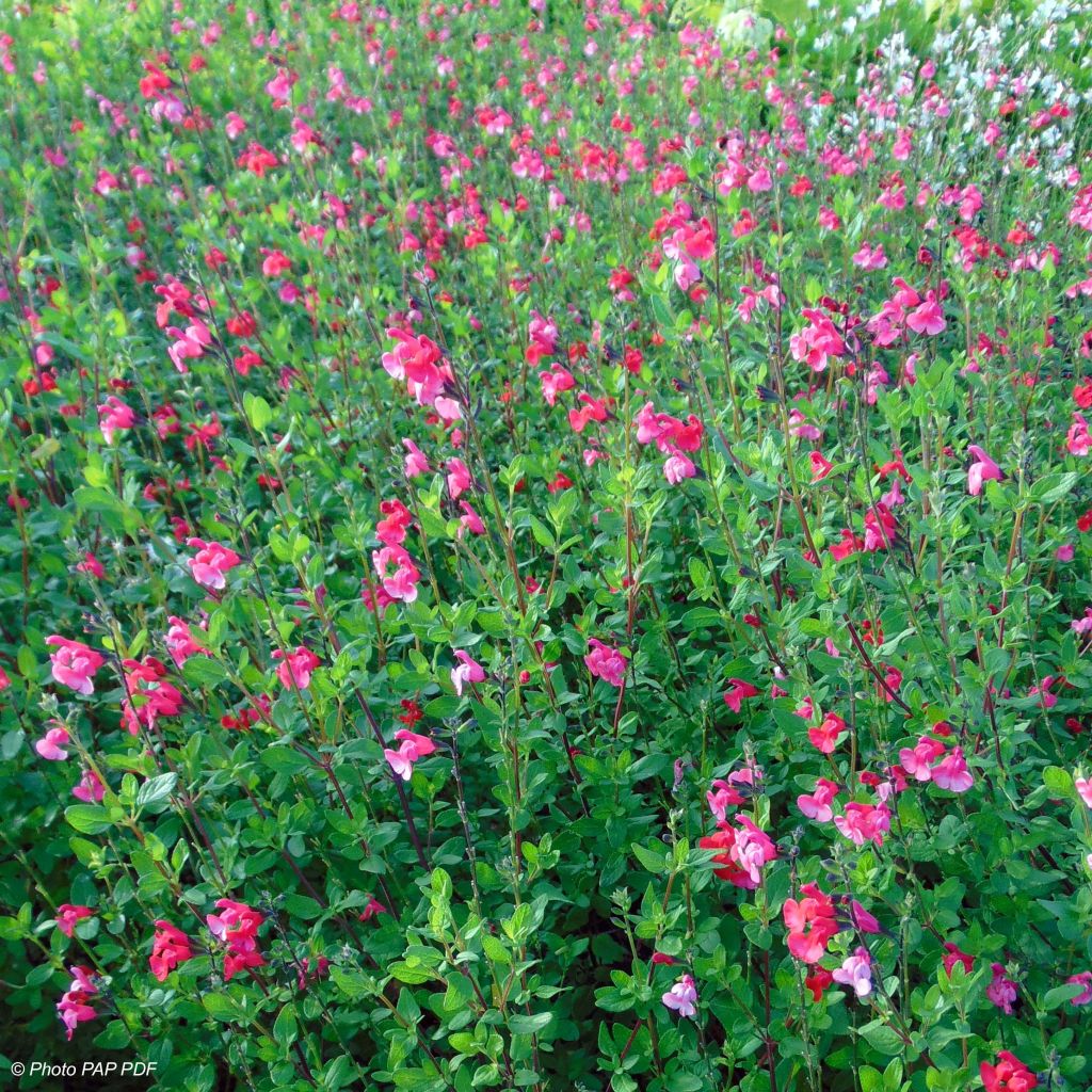 Salvia microphylla grahamii - Salvia arbustiva