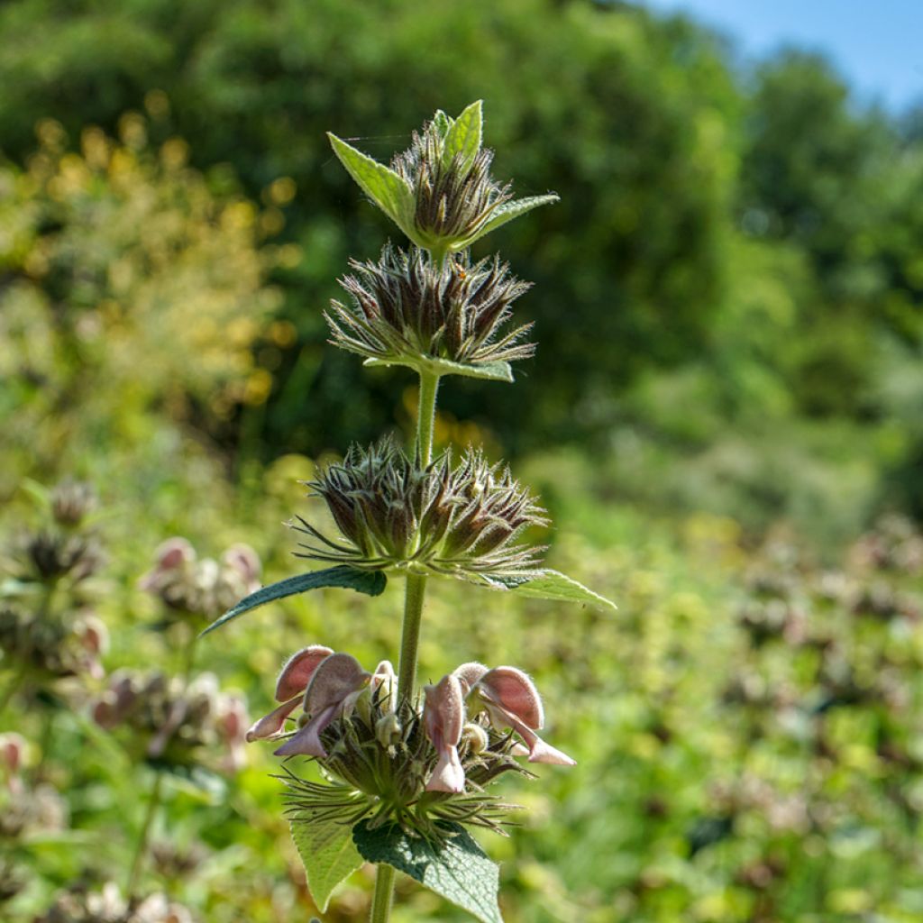 Phlomis samia