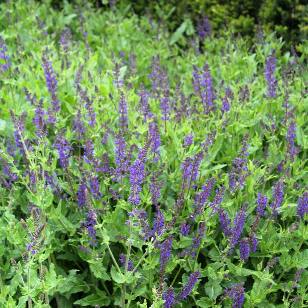 Salvia nemorosa Viola Klose