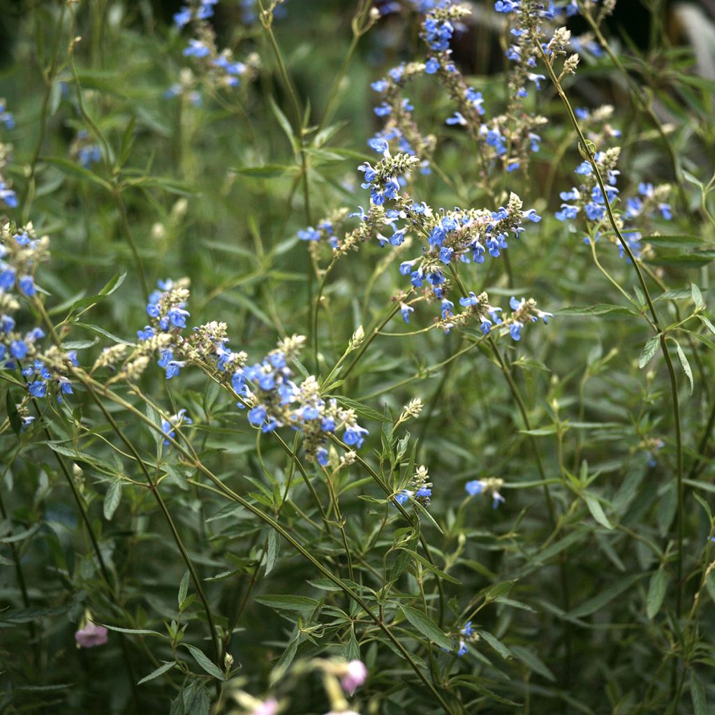 Salvia uliginosa - Salvia delle paludi