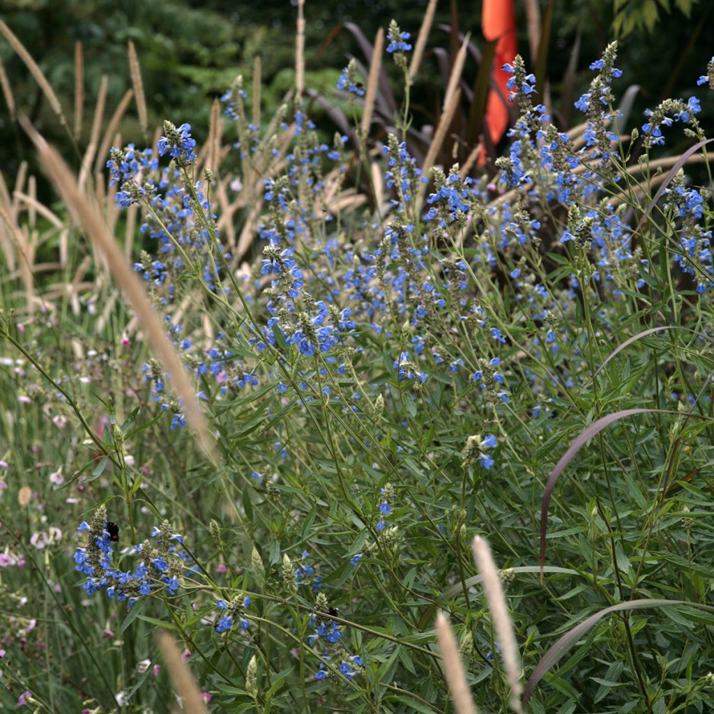 Salvia uliginosa - Salvia delle paludi