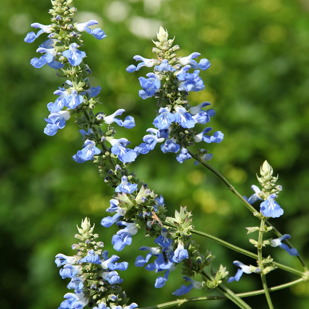 Salvia uliginosa - Salvia delle paludi