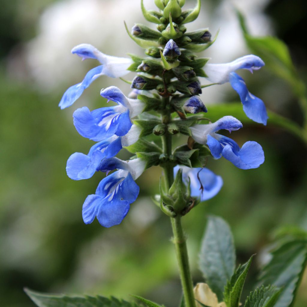 Salvia uliginosa - Salvia delle paludi