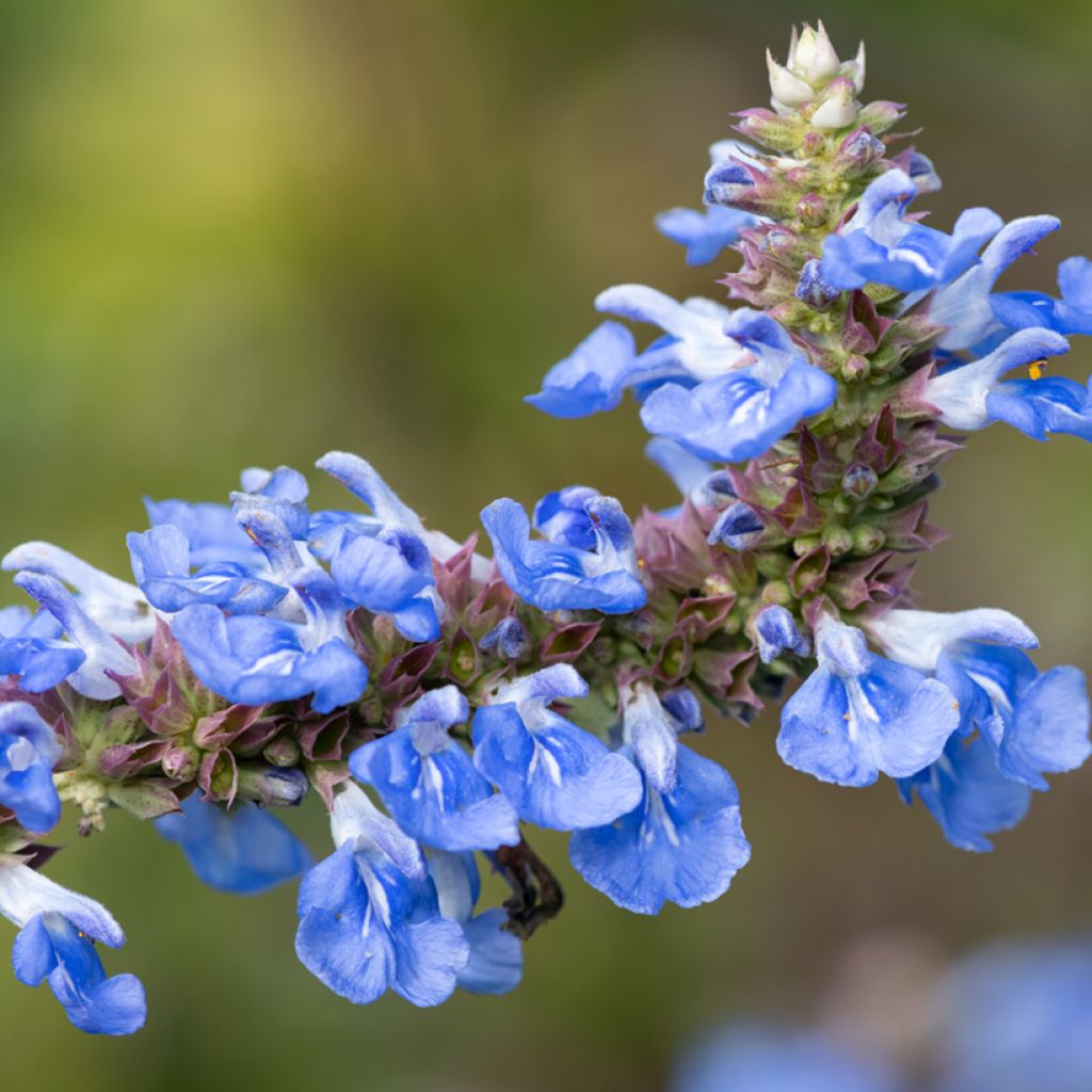 Salvia uliginosa - Salvia delle paludi