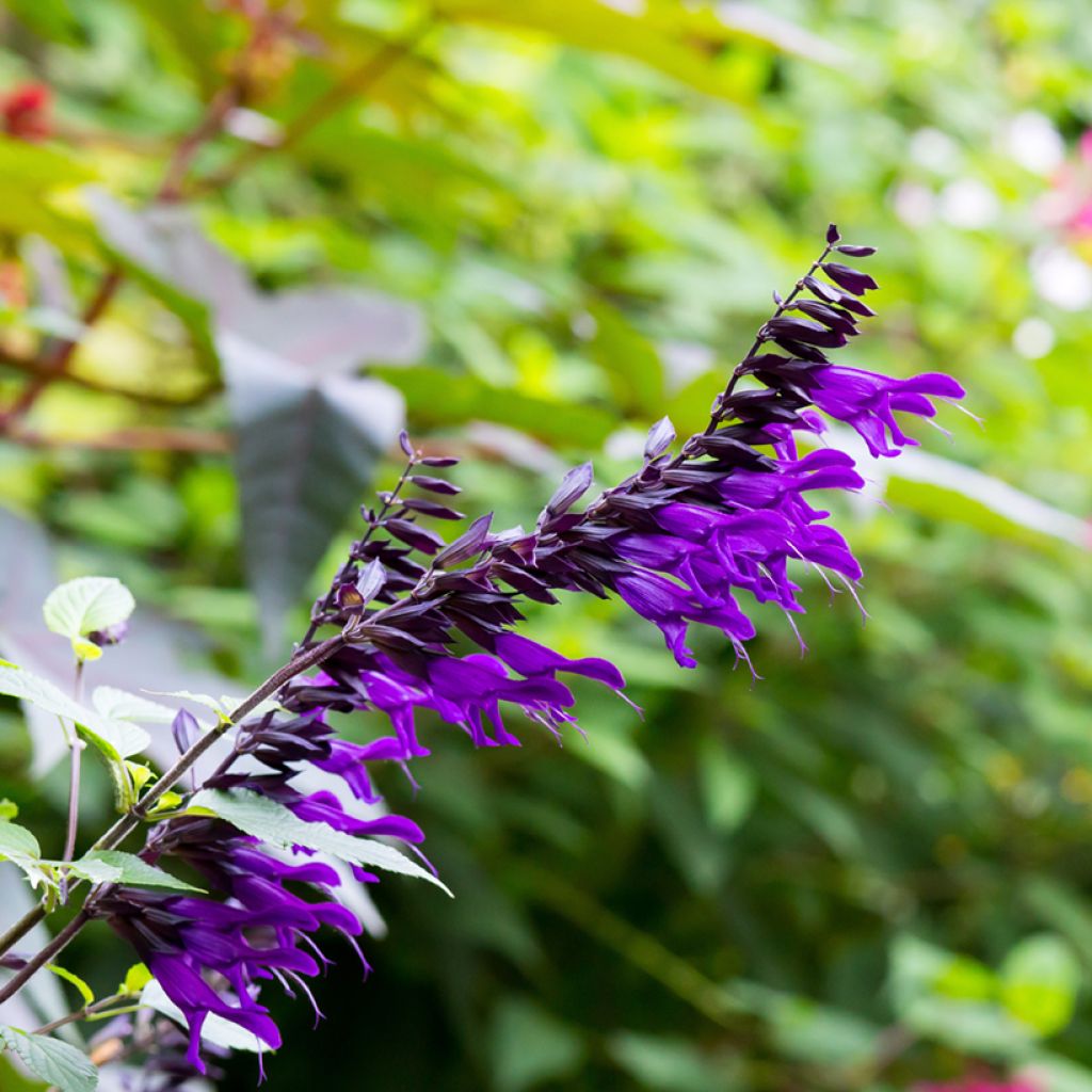 Salvia guaranitica Amistad violet