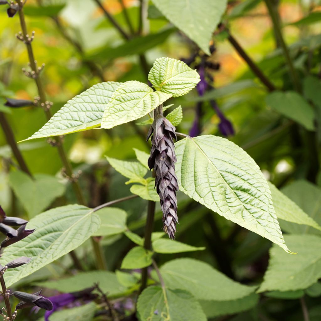 Salvia guaranitica Amistad violet