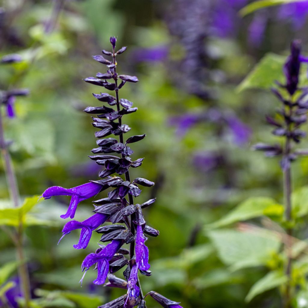 Salvia guaranitica Amistad violet