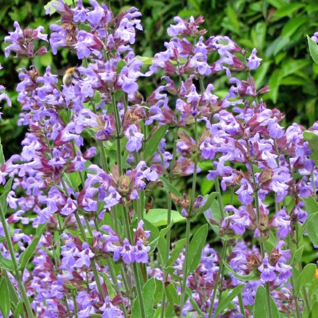 Salvia officinalis - Salvia comune