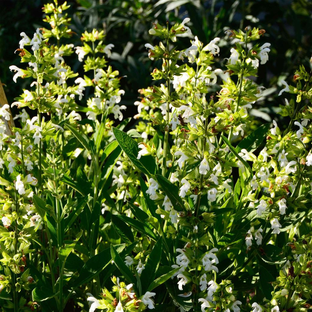 Salvia officinalis Albiflora - Salvia comune