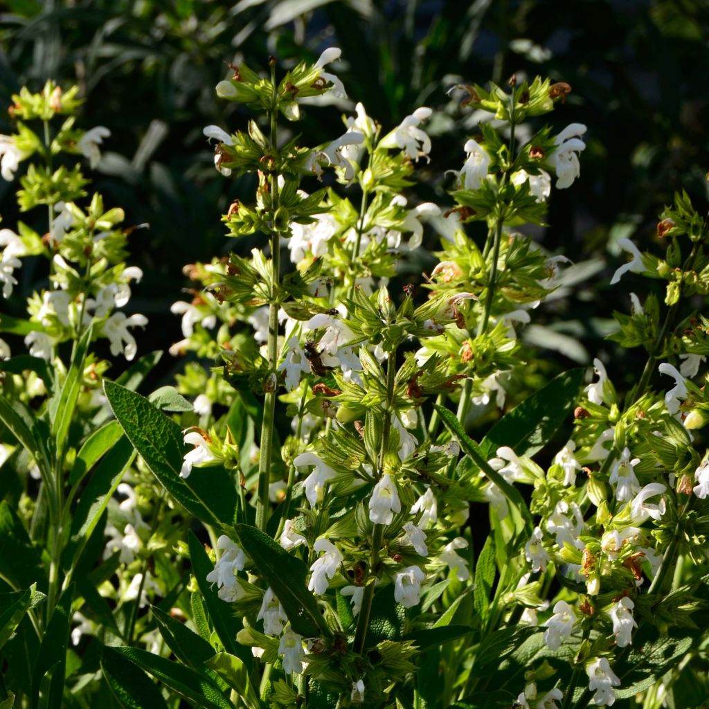 Salvia officinalis Albiflora - Salvia comune