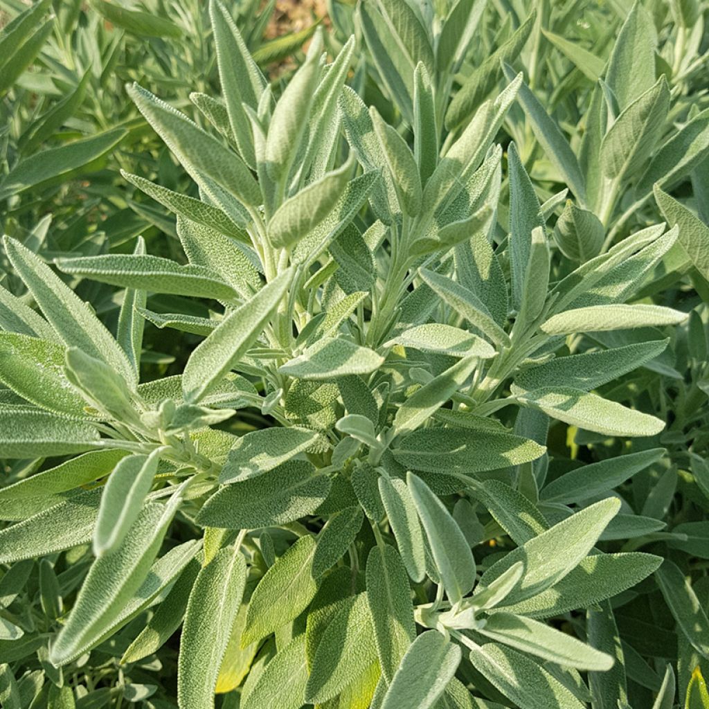 Salvia officinalis Albiflora - Salvia comune