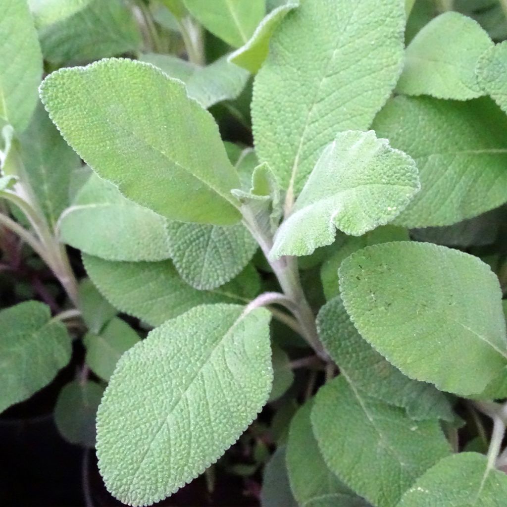 Salvia officinalis Berggarten - Salvia comune