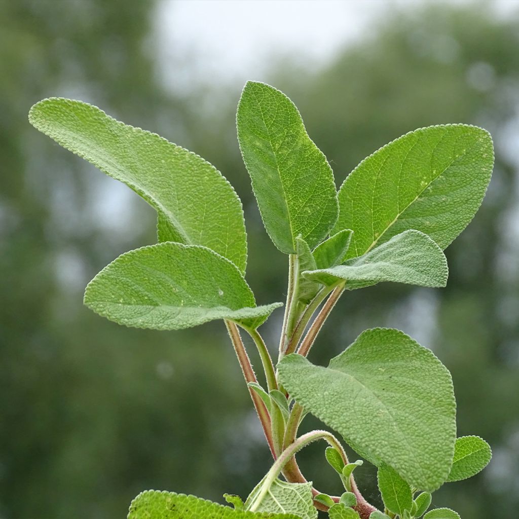 Salvia officinalis Berggarten - Salvia comune