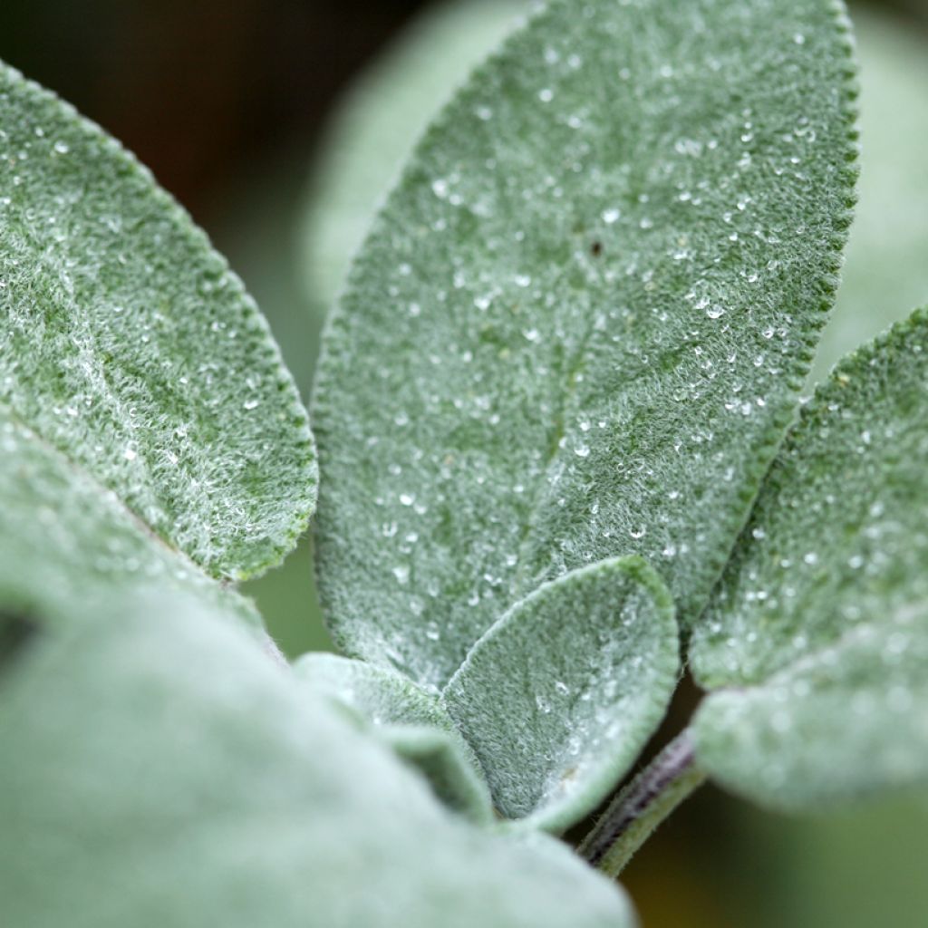 Salvia officinalis Berggarten - Salvia comune