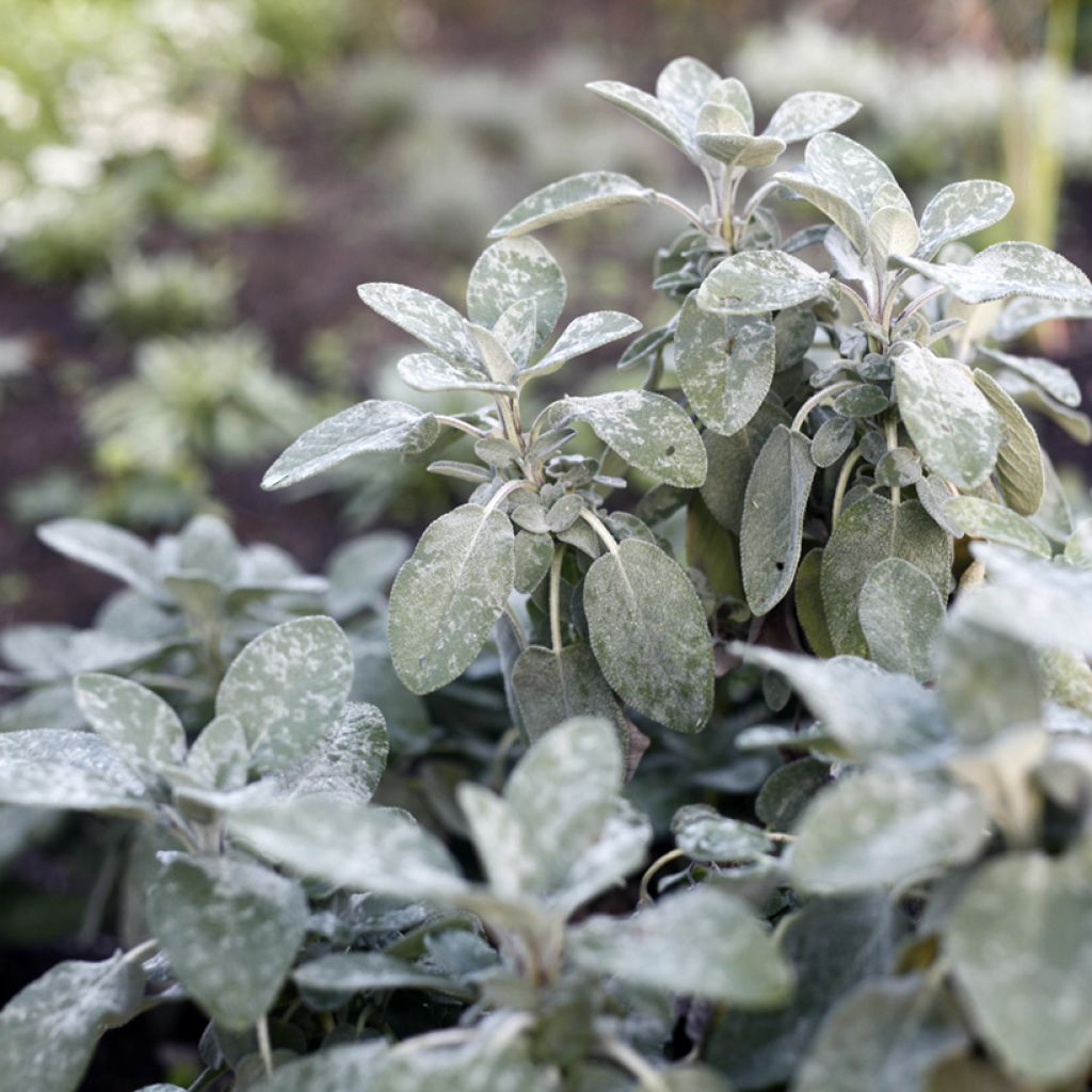 Salvia officinalis Berggarten - Salvia comune