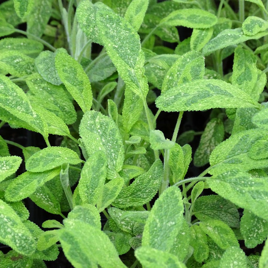 Salvia officinalis Aurea - Salvia comune