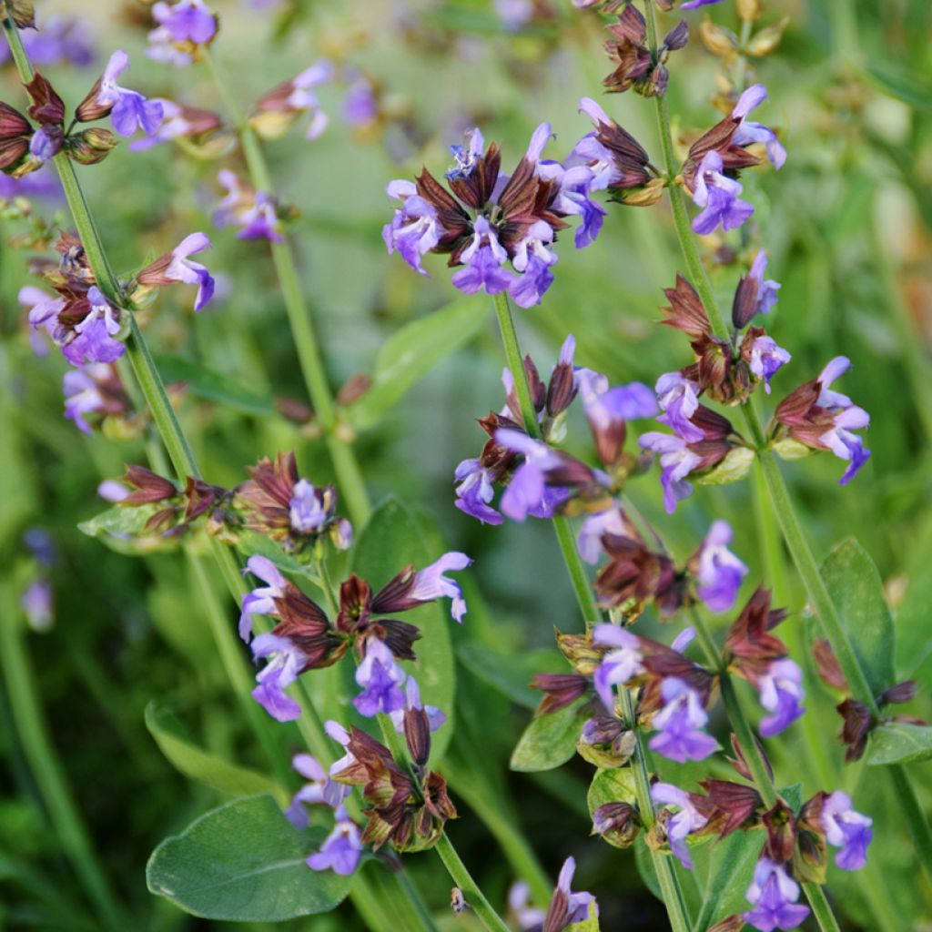 Salvia officinalis - Salvia comune