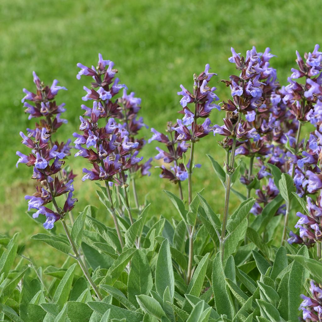 Salvia officinalis - Salvia comune