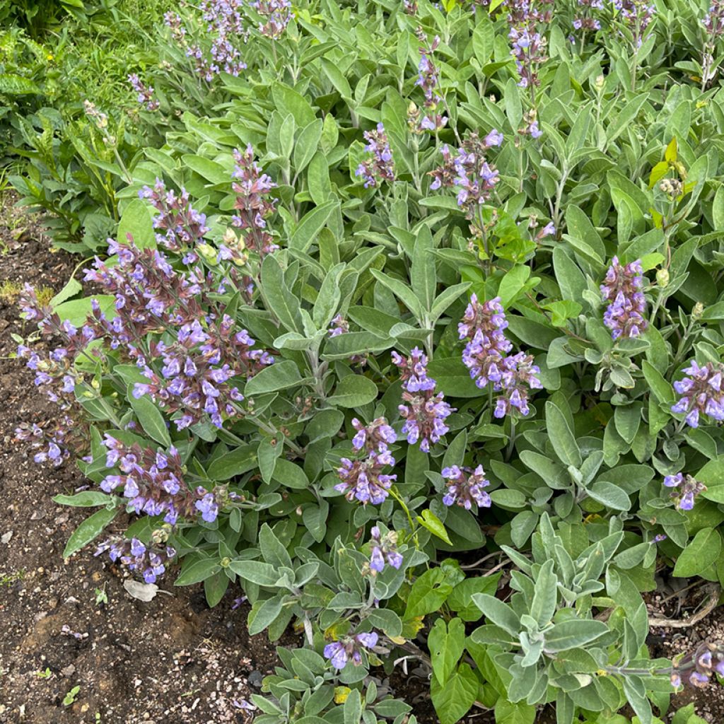 Salvia officinalis - Salvia comune