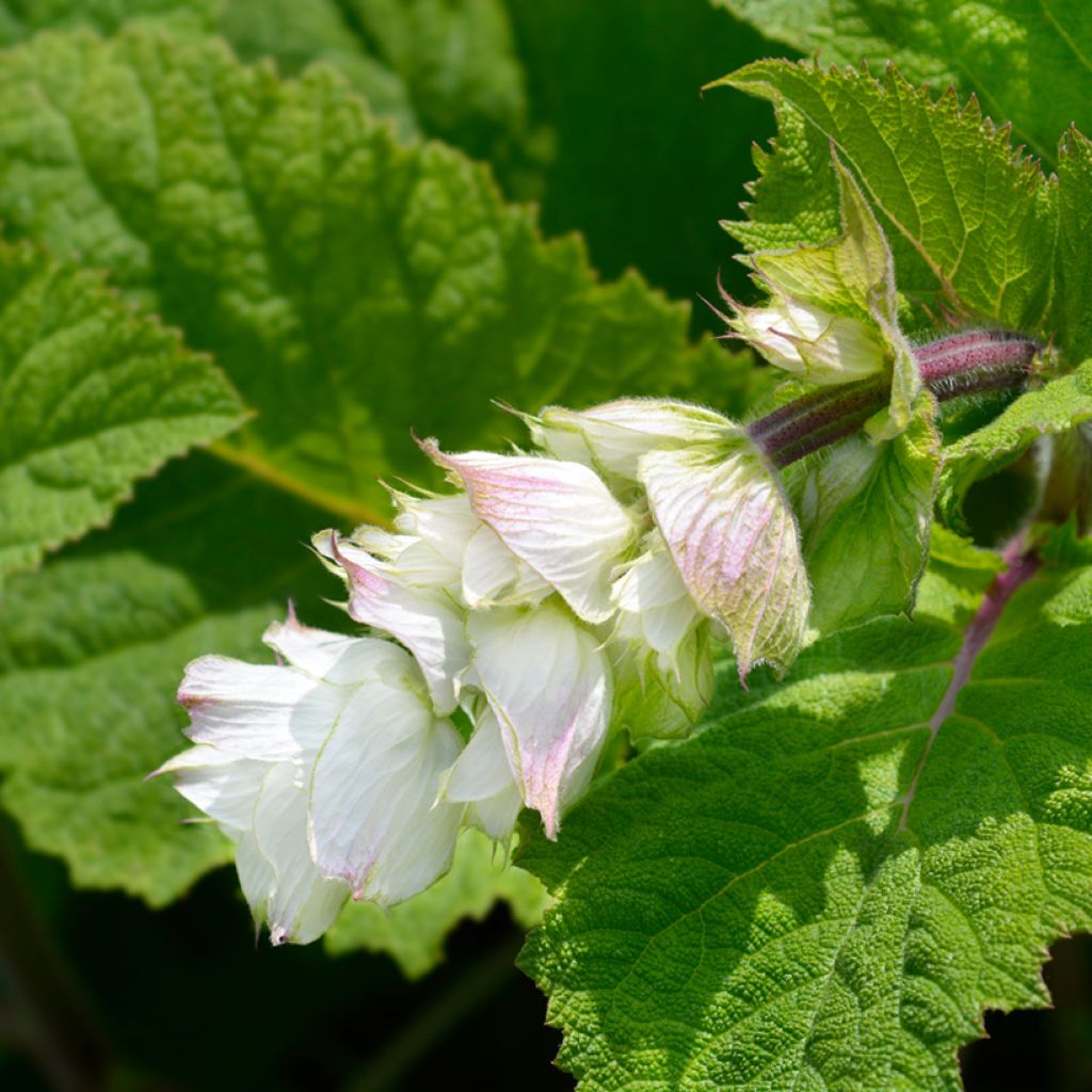 Salvia sclarea Vatican White - Salvia moscatella