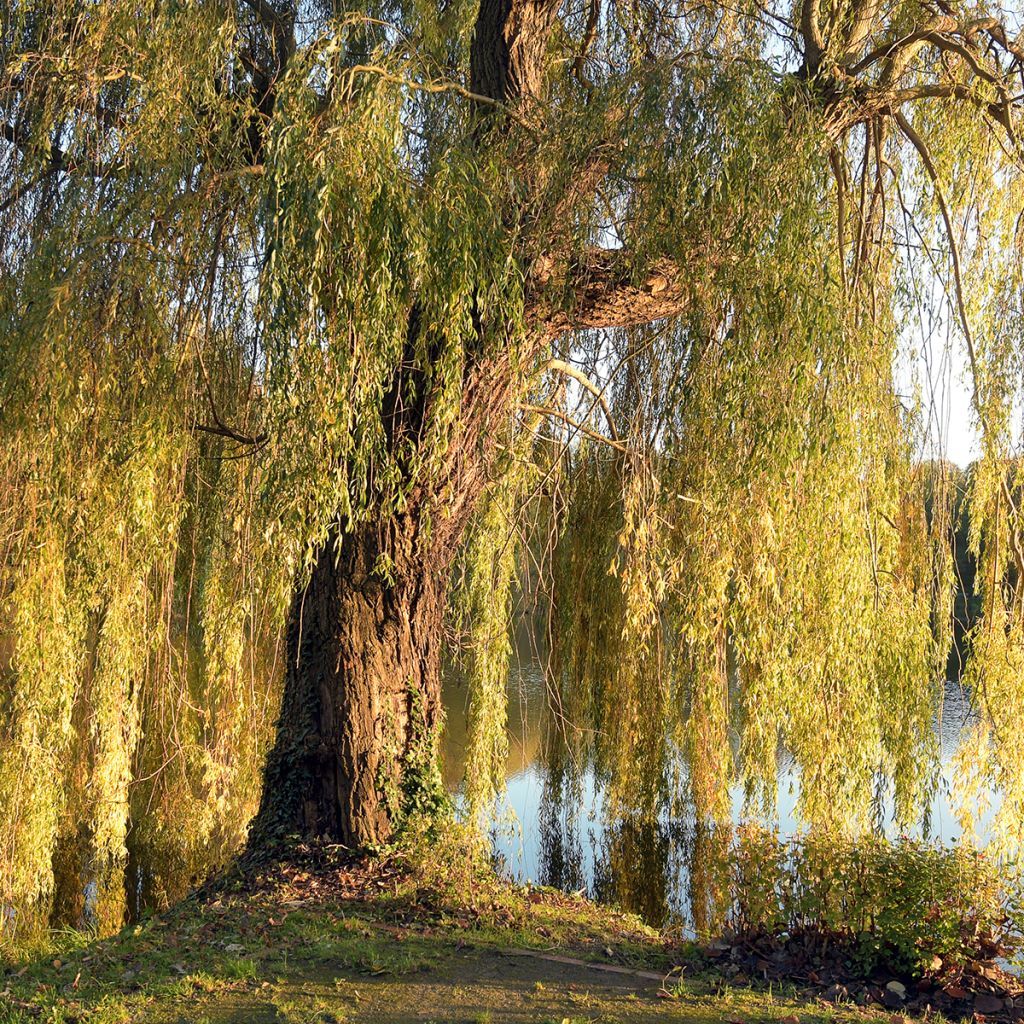 Salix alba Tristis - Salice bianco