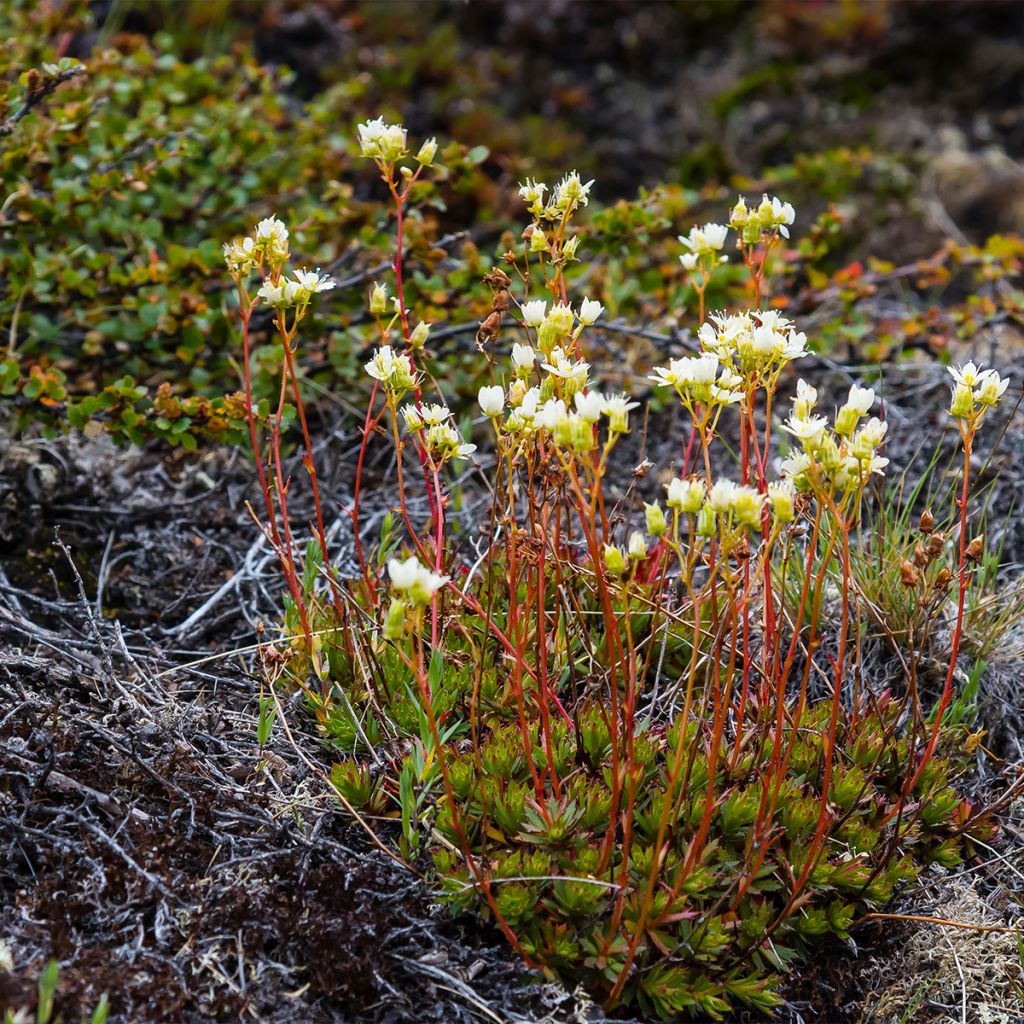 Saxifraga Irish - Saxifrage mousse