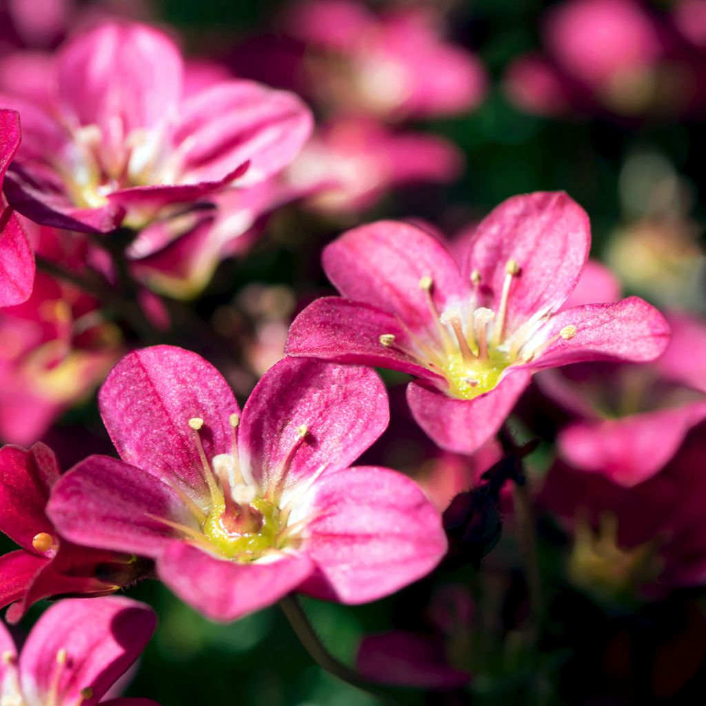 Saxifraga arendsii Peter Pan - Sassifraga