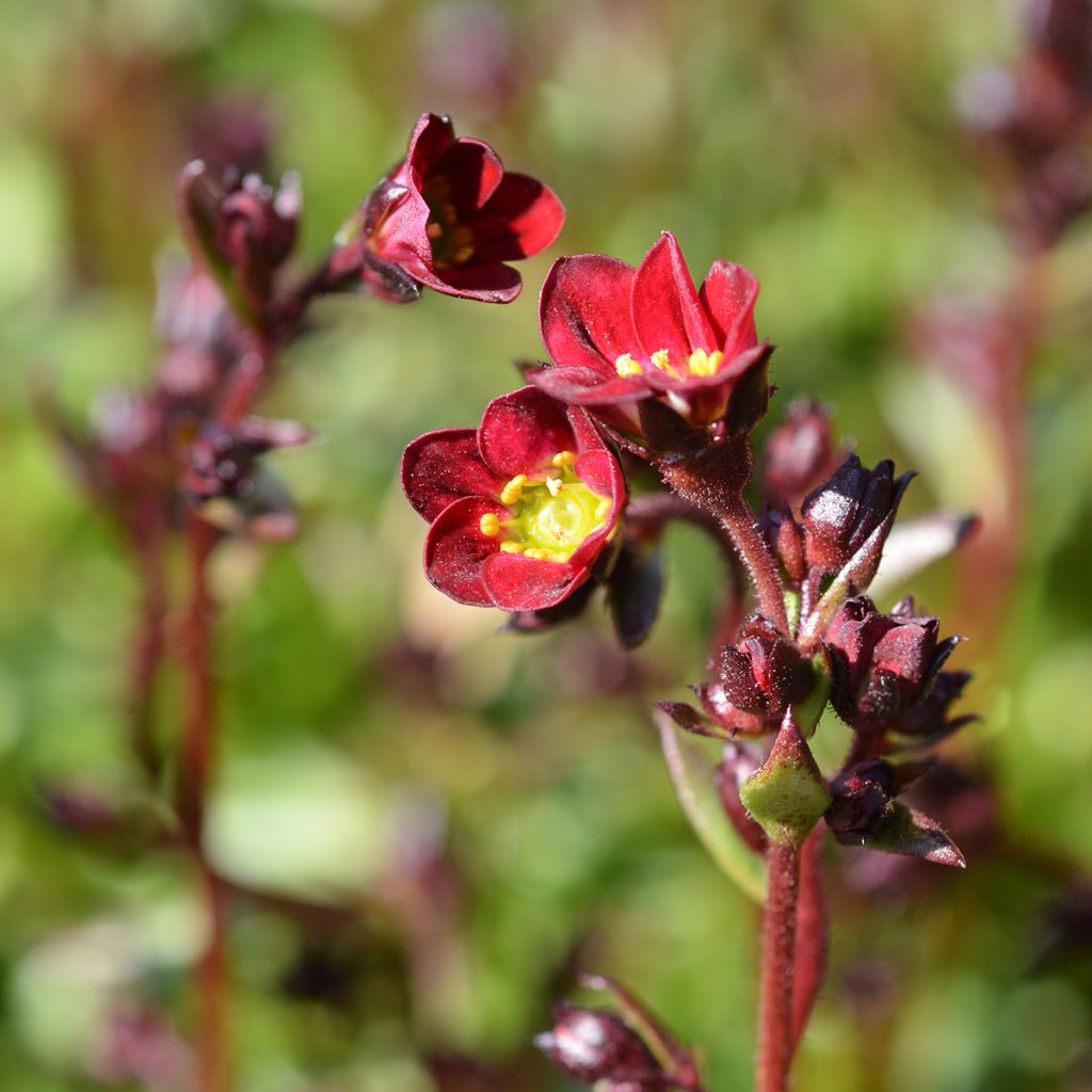 Saxifraga arendsii Peter Pan - Sassifraga