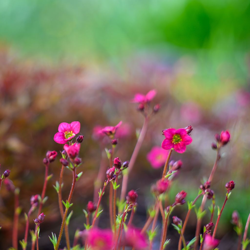 Saxifraga arendsii Peter Pan - Sassifraga