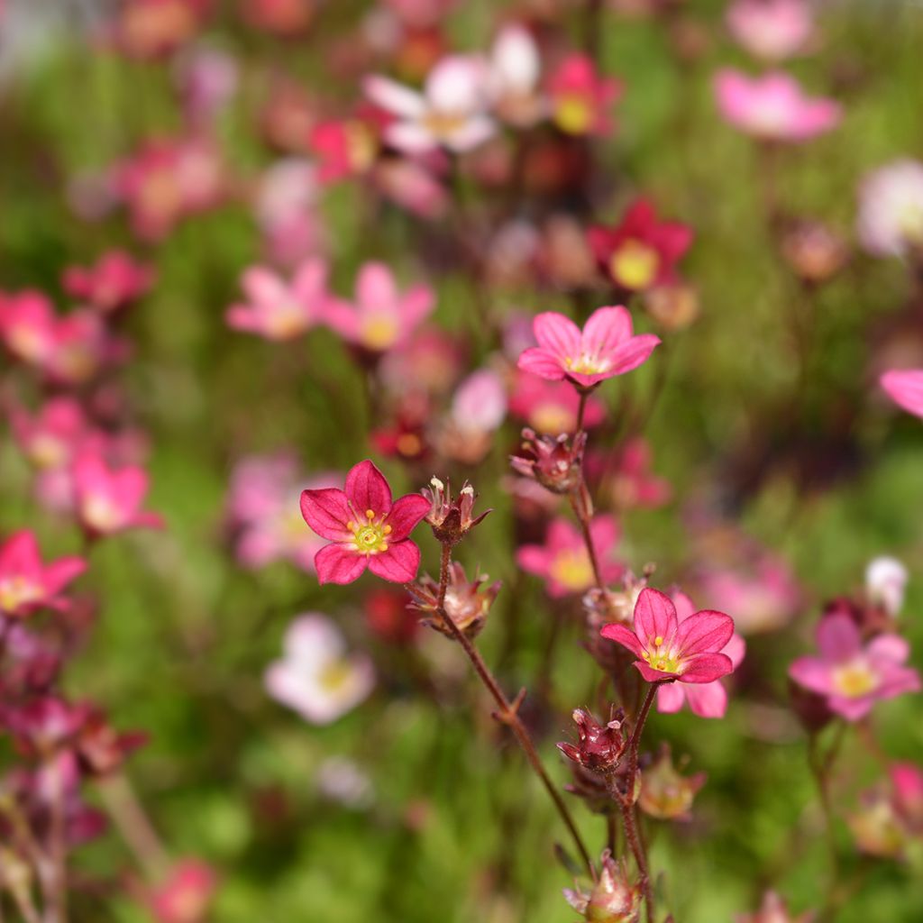 Saxifraga arendsii Peter Pan - Sassifraga