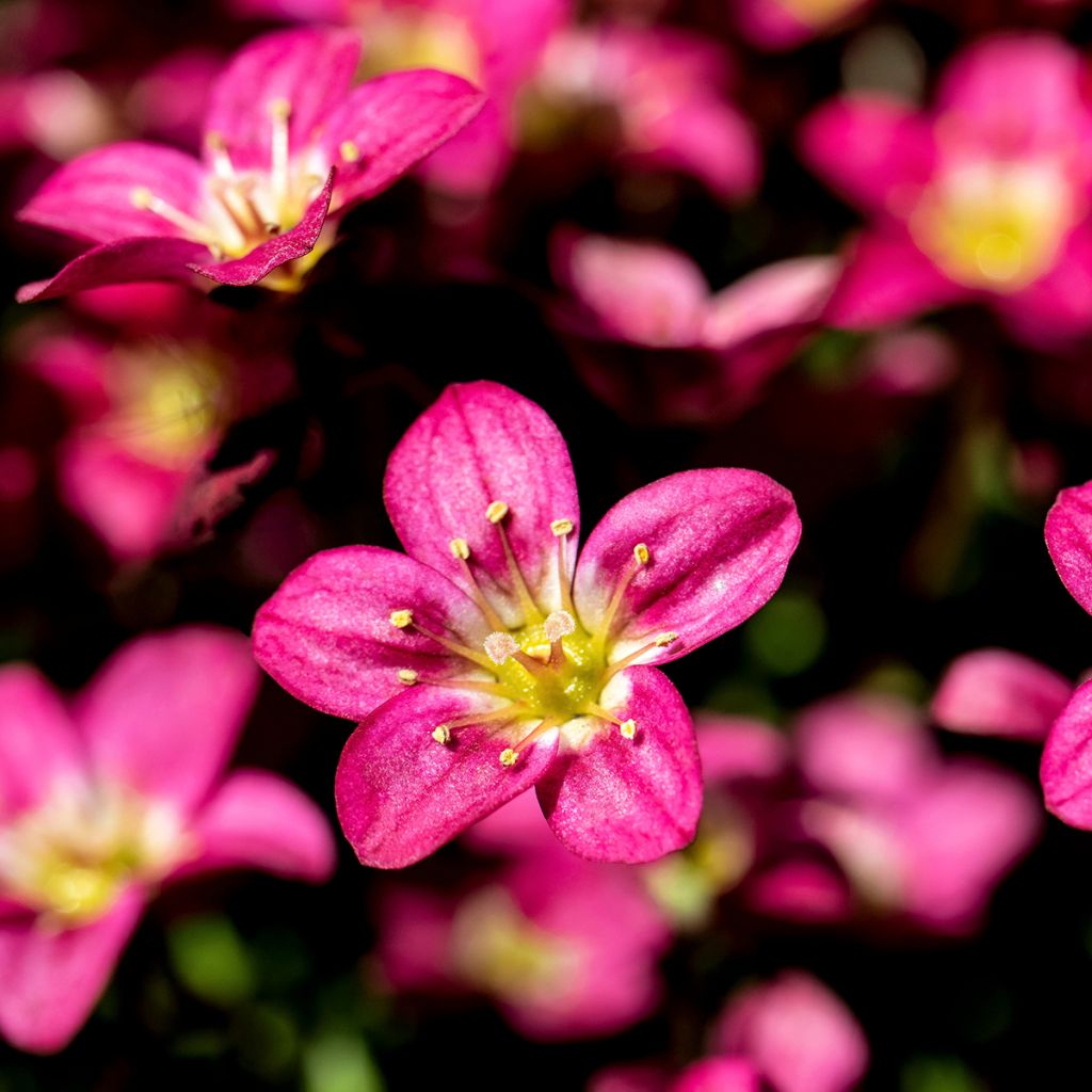 Saxifraga arendsii Peter Pan - Sassifraga