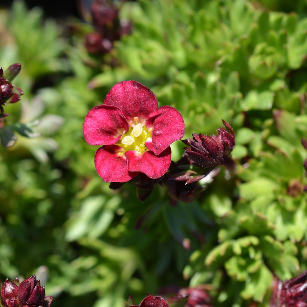 Saxifraga arendsii Peter Pan - Sassifraga