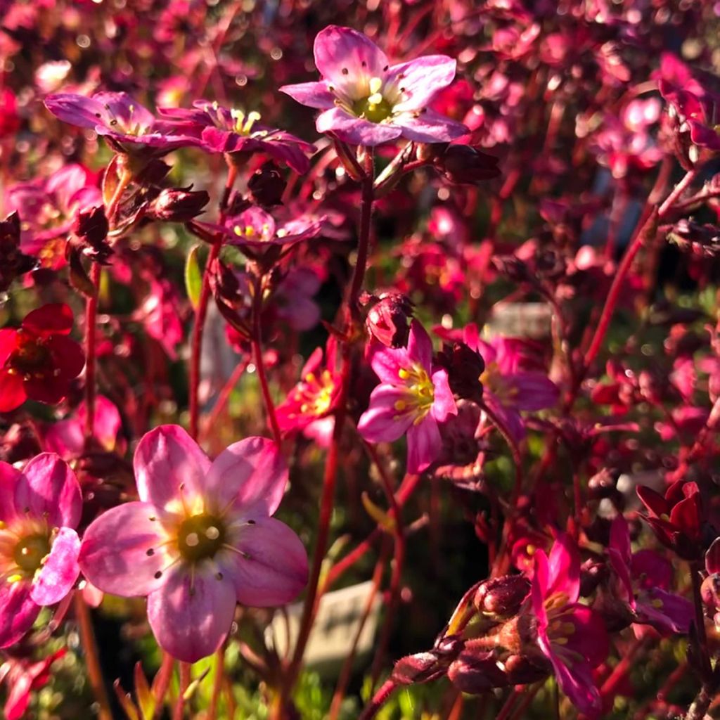 Saxifraga arendsii Purpurteppich - Sassifraga