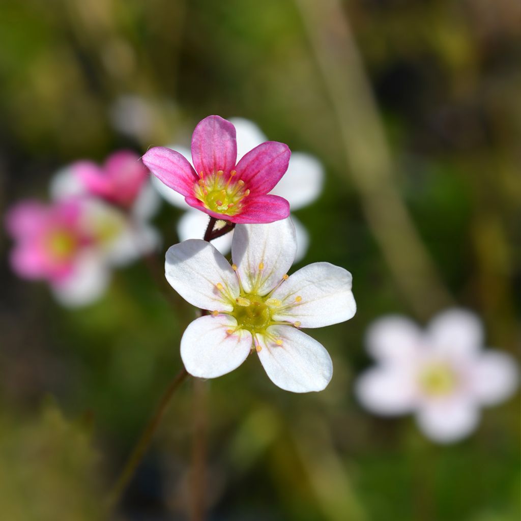 Saxifraga arendsii Ware's Crimson - Sassifraga