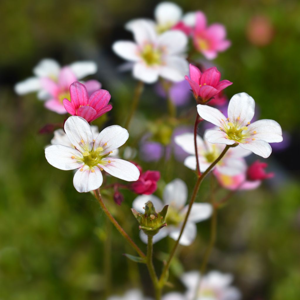 Saxifraga arendsii Ware's Crimson - Sassifraga