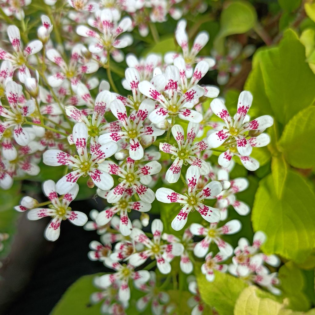 Saxifraga cotyledon Southside Seedling - Saxifrage des montagnes