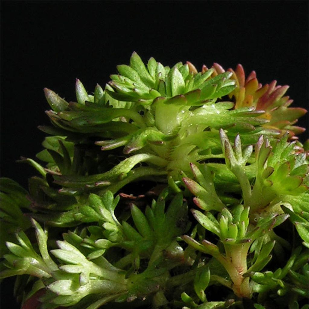 Gazon Turc Pixie - Saxifraga x arendsii Pixie