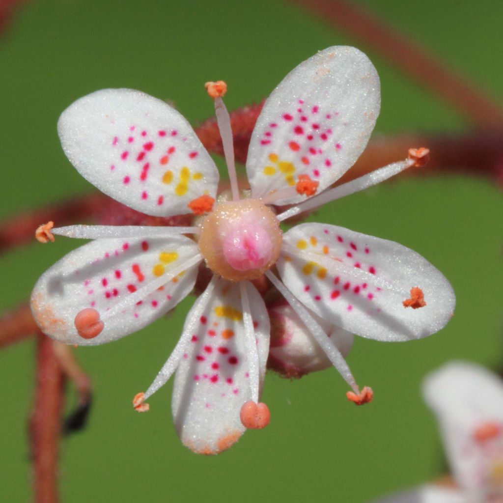 Saxifraga urbium - Sassifraga