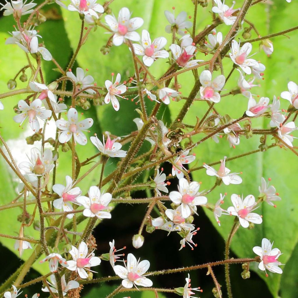 Saxifraga urbium - Sassifraga