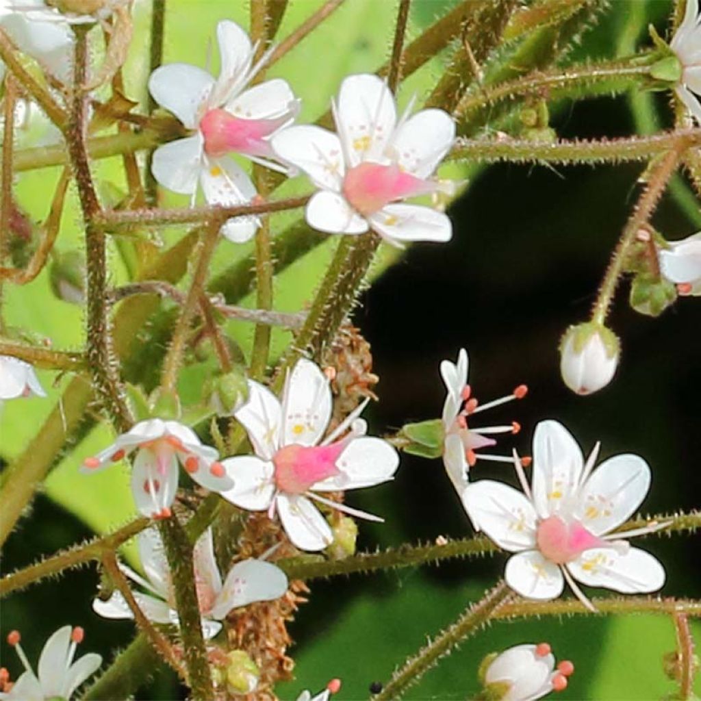 Saxifraga urbium - Sassifraga