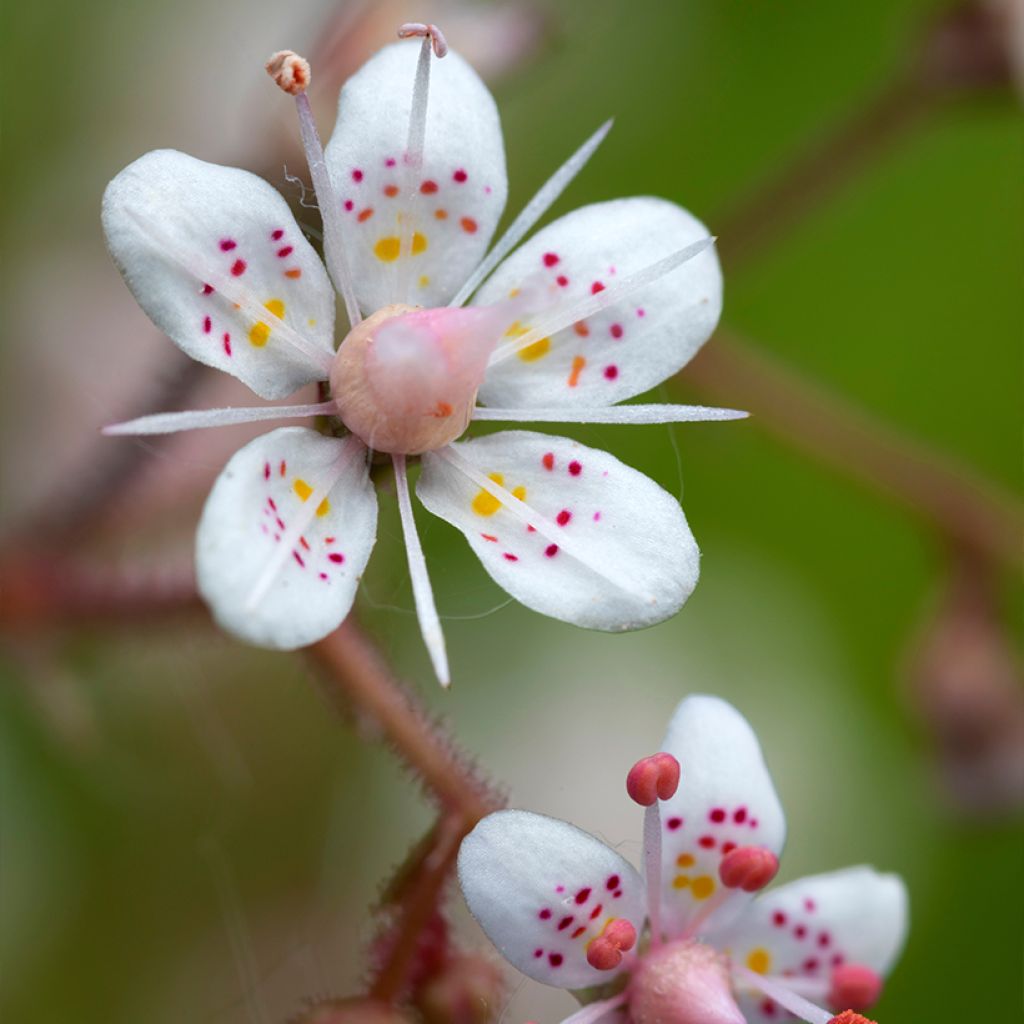 Saxifraga urbium - Sassifraga