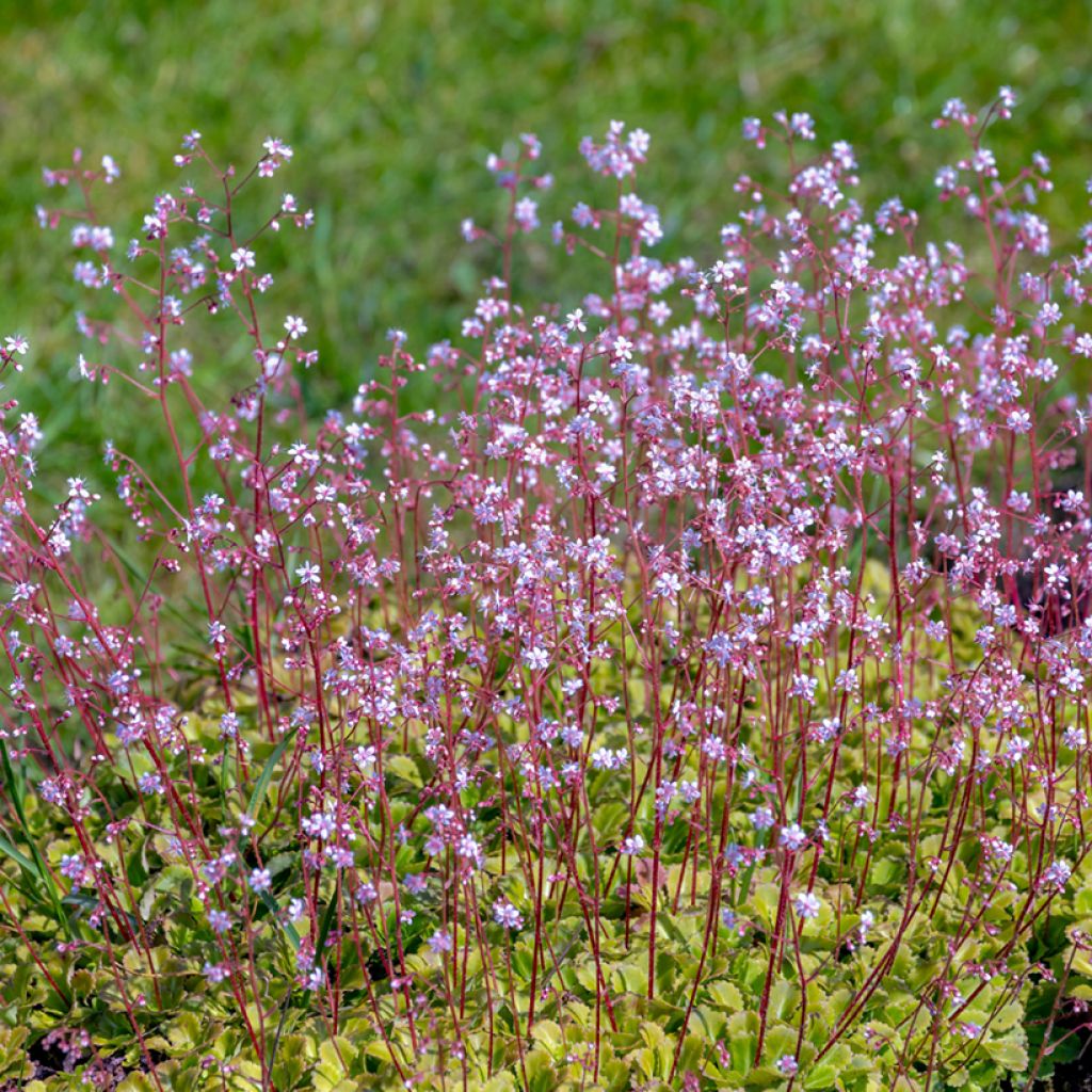 Saxifraga urbium - Sassifraga