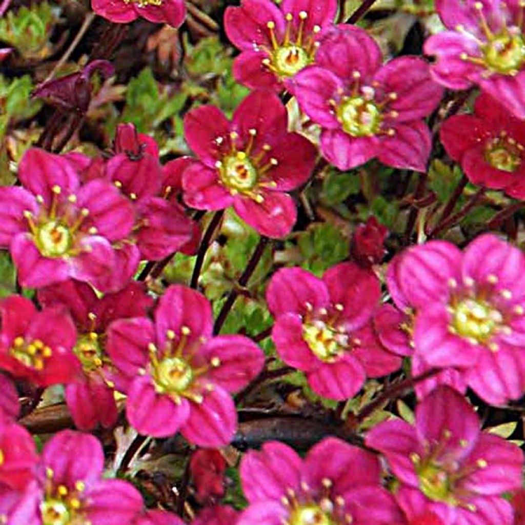 Saxifraga arendsii Peter Pan - Sassifraga