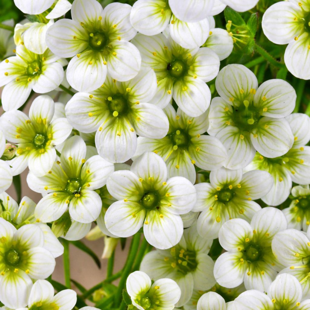 Saxifraga arendsii Pixie White - Sassifraga