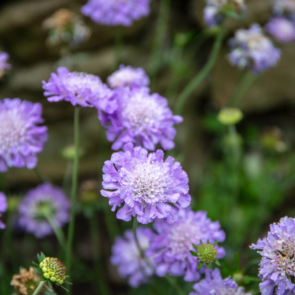 Scabiosa columbaria Butterfly Blue - Vedovina selvatica