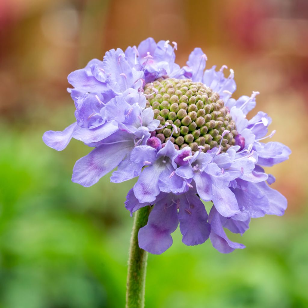 Scabiosa columbaria Butterfly Blue - Vedovina selvatica