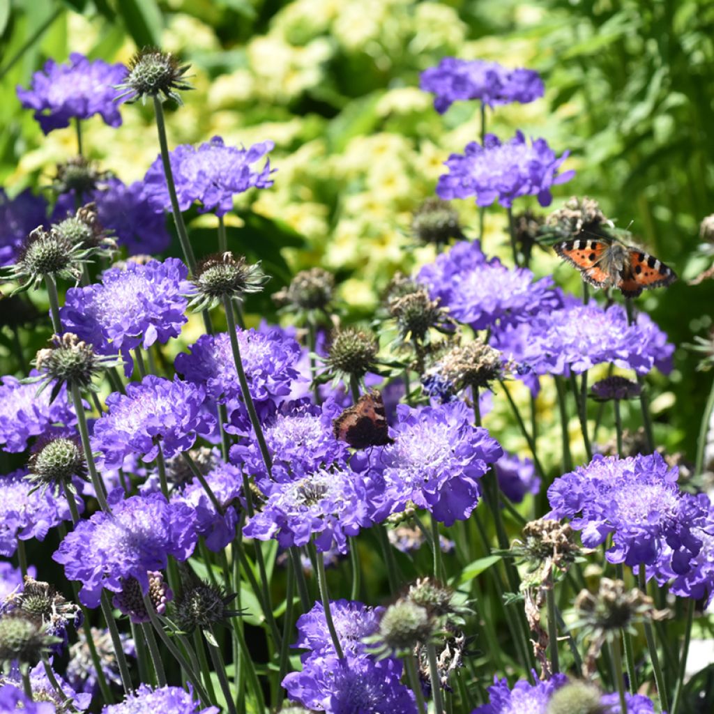 Scabiosa columbaria Butterfly Blue - Vedovina selvatica