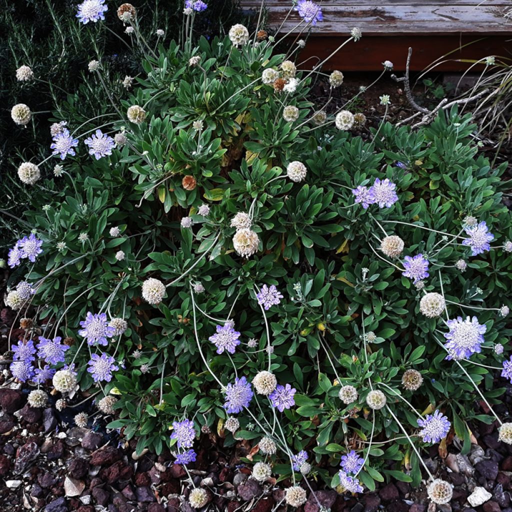 Scabiosa columbaria Butterfly Blue - Vedovina selvatica